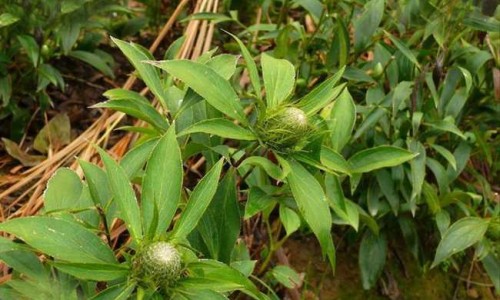 蚕蛹蛋白粉的功效网 - 为你提供蚕蛹有什么用处和功效、蚕蛹蛋白粉的功效与作用